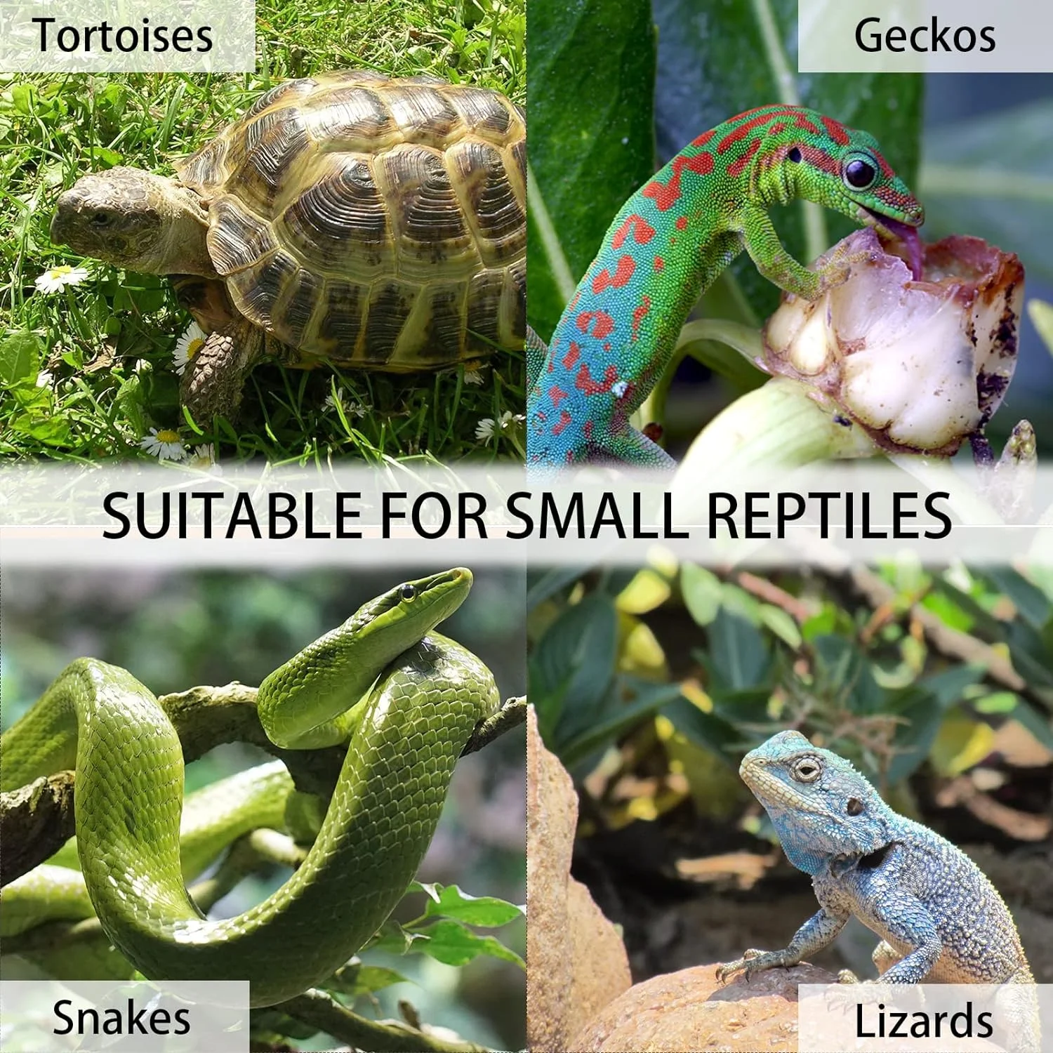 Gowoodhut TOR01 Tortoise Habitat On Wheels Large Wooden Tortoise House Outdoor Reptile Cage - Image 4